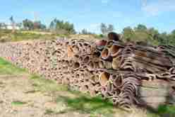 المديرية العامة للغابات: إنتاج الفلين تجاوز 56 ألف قنطار خلال حملة 2019-2020