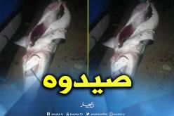 “قرش” رايس حميدو في قبضة الصيادين