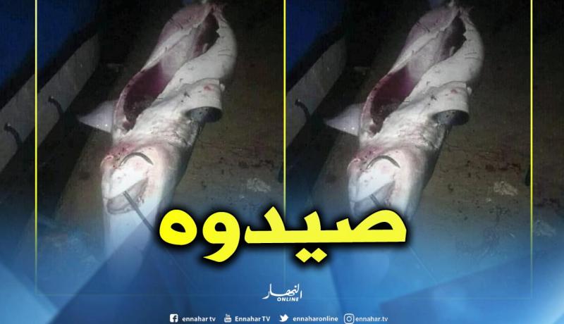 “قرش” رايس حميدو في قبضة الصيادين