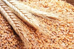 تخفيض حوالي 2 مليون طن من الكميات المستوردة سنويا من القمح اللين