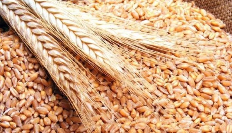 تيارت.. حجز من 800 قنطار من الحبوب المغشوشة في فرندة