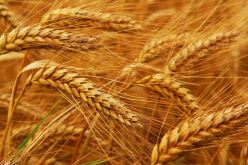 الجزائر تطرح مناقصة دولية لشراء 50 ألف طن من قمح الطحين