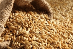 السعودية تطرح مناقصة عالمية لشراء 540 ألف طن من القمح