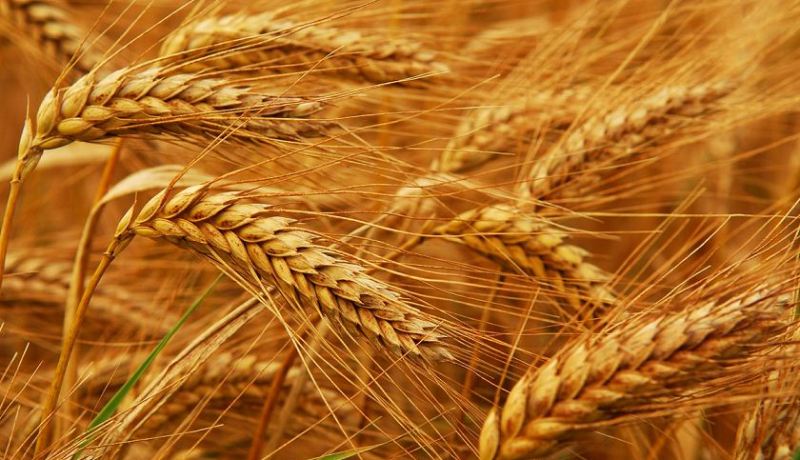 تلمسان: إنتاج 2 مليون قنطار من الحبوب خلال الموسم الجاري
