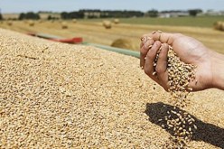 50 مليون قنطار من الحبوب.. والأراضي الصحراوية للتخلص من التبعية للخارج في مادة الفرينة