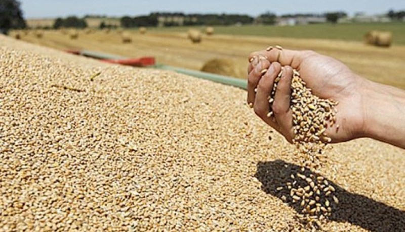 50 مليون قنطار من الحبوب.. والأراضي الصحراوية للتخلص من التبعية للخارج في مادة الفرينة