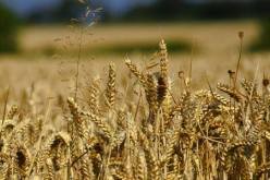 الجزائر تطرح مناقصة دولية لإقتناء 50 ألف طن من قمح الطحين