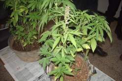 رب عائلة يزرع شجيرات «الكيف» داخل «بالكون» منزله في بولوغين!