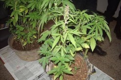 أمن العاصمة يوقف شخصا يزرع القنب الهندي بمنزله