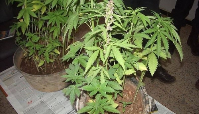 أمن العاصمة يوقف شخصا يزرع القنب الهندي بمنزله