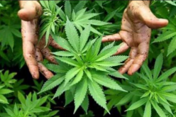 تقنين أنشطة القنب الهندي.. تراخيص جديدة في المغرب