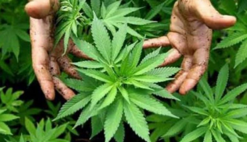 تقنين أنشطة القنب الهندي.. تراخيص جديدة في المغرب