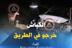 بالصّور..قطيع غنم يتسبّب في حادث مرور خلّف جريحين ببئر العاتر