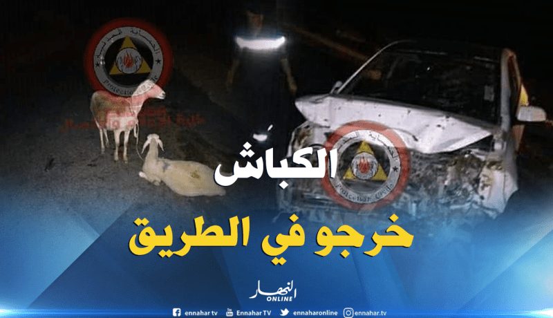 بالصّور..قطيع غنم يتسبّب في حادث مرور خلّف جريحين ببئر العاتر
