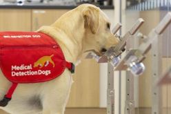 “كلاب كوفيد” لفحص 250 شخص في الساعة ببريطانيا