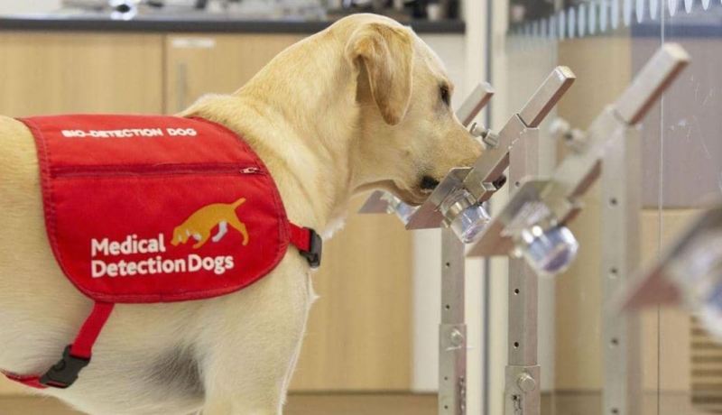 “كلاب كوفيد” لفحص 250 شخص في الساعة ببريطانيا