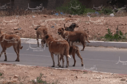 وهران.. القضاء على 377 كلب ضال ببئر الجير