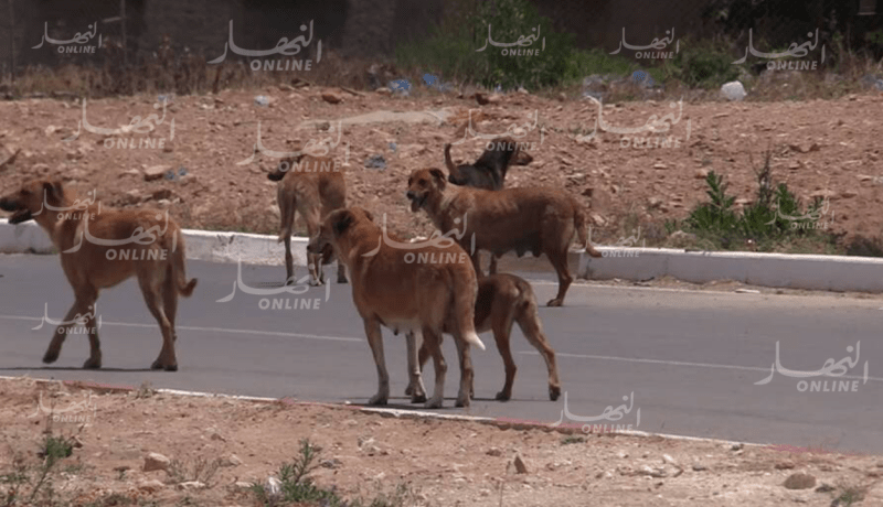 وهران.. القضاء على 377 كلب ضال ببئر الجير