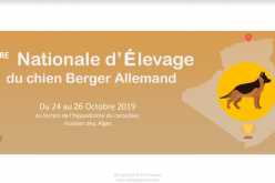 أول مسابقة دولية لتربية كلب الراعي الألماني بالجزائر