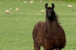 جُسيَّم صغير في “اللاما” قد يقضي على “كورونا”