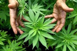 سيارة مشبوهة أمام مقر سفارة تقود إلى كشف مزرعة مخدرات في حديقة منزل بالعاصمة!