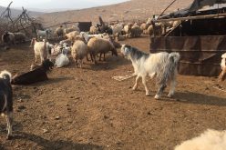 درك باتنة يسترجع 21 رأس من الماعز في ظرف قياسي