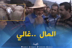 آراء المواطنين حول أسعار الأضاحي بسوق بودواو- بومرداس