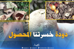 دودة غريبة تقضي على محاصيل الفلفل الأخضر والطماطم والبرتقال بوادي العلايق في البليدة
