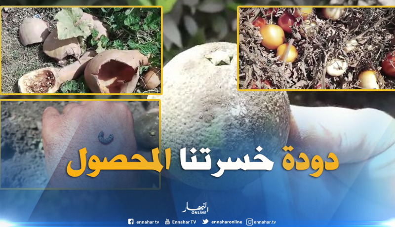 دودة غريبة تقضي على محاصيل الفلفل الأخضر والطماطم والبرتقال بوادي العلايق في البليدة