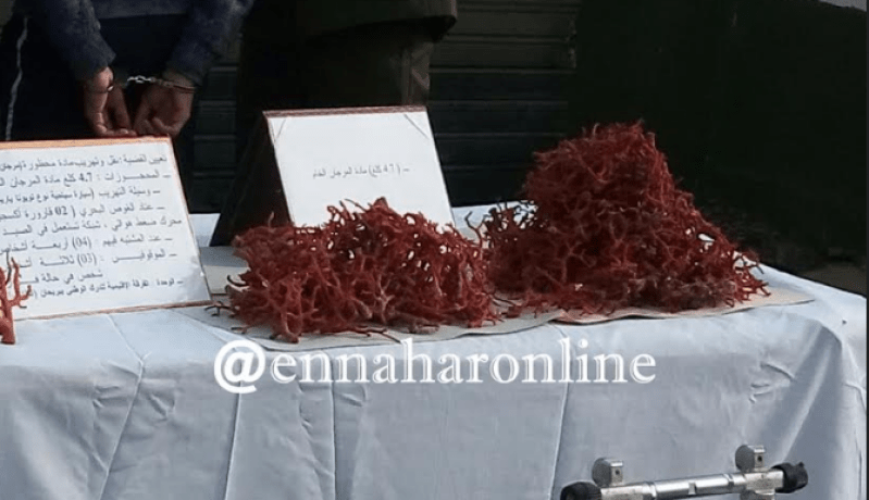حجز أزيد من 3 كلغ من المرجان بتلمسان