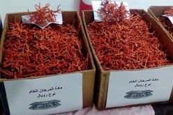 الإطاحة بشبكة إجرامية تُتاجر في المرجان حجز قرابة 5 كلغ بالطارف