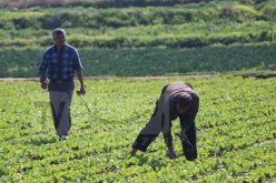 بولخراص: ربط 60 بالمائة من المستثمرات الفلاحية بالكهرباء