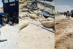 قتيل وجريحان ونفوق 40 رأس غنم في حادث مرور بالمسيلة