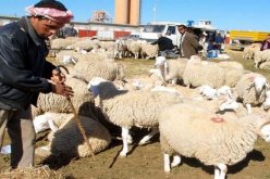 المسيلة: إعادة فتح 4 أسواق للماشية