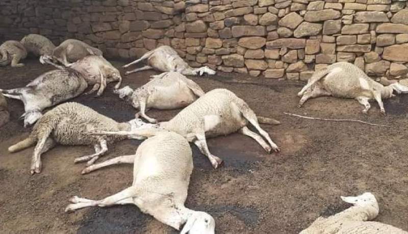 المسيلة.. مجهولون يقومون بذبح 58 رأس غنم في قرية الدريعات بحمام الضلعة