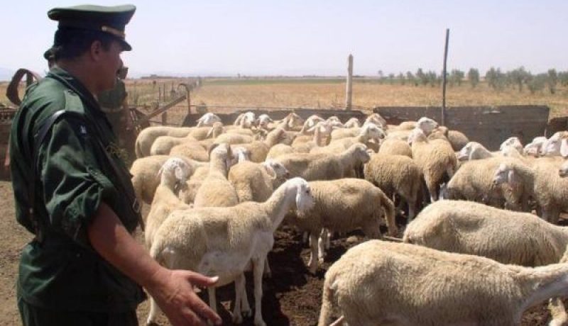 عين تموشنت: الدرك يسترجع حوالي 30 راس من الغنم ويوقف شخصين