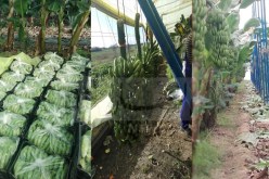 بالصور.. إنتاج فاكهة الموز لأول مرة بتيبازة