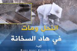 بالفيديو .. الحرارة  تكبّد مربي النحل خسائر فادحة بڤالمة