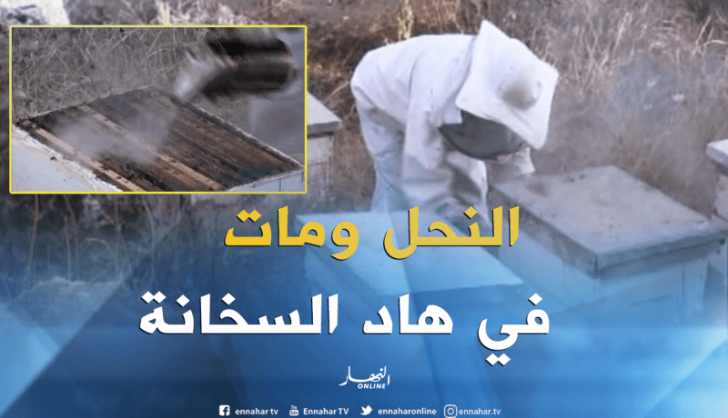 بالفيديو .. الحرارة تكبّد مربي النحل خسائر فادحة بڤالمة