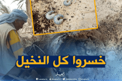 خنسفاء وديدان وحيدة القرن تأتي على آلاف النخيل بالشريط الحدودي في الوادي