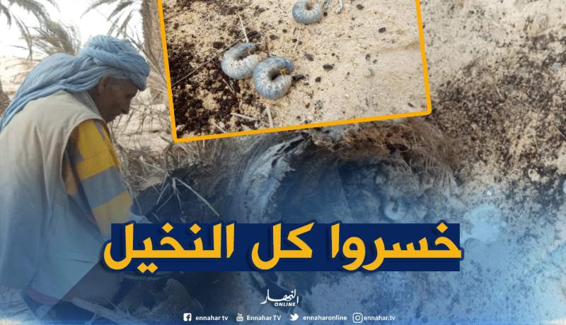 خنسفاء وديدان وحيدة القرن تأتي على آلاف النخيل بالشريط الحدودي في الوادي
