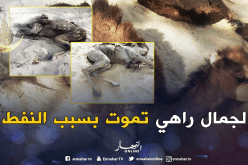 بالصور.. سقوط عدد من الجمال بأحواض مخلفات النفط في الوادي