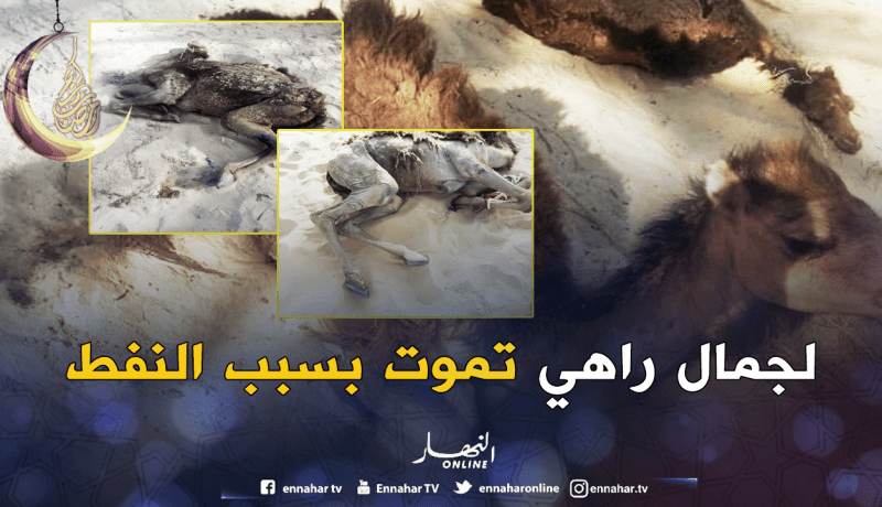 بالصور.. سقوط عدد من الجمال بأحواض مخلفات النفط في الوادي