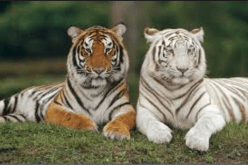 ميلاد توأم من فصيلة النمر الملكي البنغالي النادرة بحديقة موستالاند بمستغانم