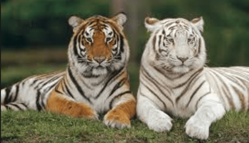 ميلاد توأم من فصيلة النمر الملكي البنغالي النادرة بحديقة موستالاند بمستغانم