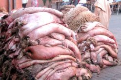 المؤسسات العمومية لقطاع النسيج والجلود تتكفل بجمع جلود الأضاحي