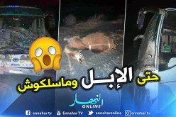 الوادي.. حافلة تقتل 7 جمال بطريق حاسي خليفة