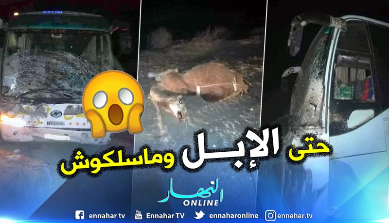 الوادي.. حافلة تقتل 7 جمال بطريق حاسي خليفة
