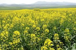 انطلاق أول حملة وطنية للحصاد والدرس الخاصة بزراعة السلجم الزيتي غدا الاثنين