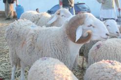 قسنطينة: أفضل سلالة أغنام في الجزائر معرضة للإنقراض في ظل غياب بنك للأجنة